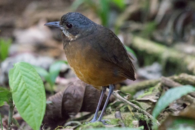 Phát hiện một loài chim mới siêu nhút nhát ở Colombia - Ảnh 4.