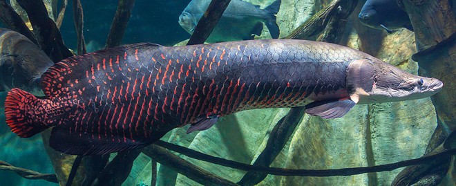 Phát hiện loài cá được mặc áo chống đạn vùng Amazon, chống lại được cá hổ Piranha - Ảnh 1.