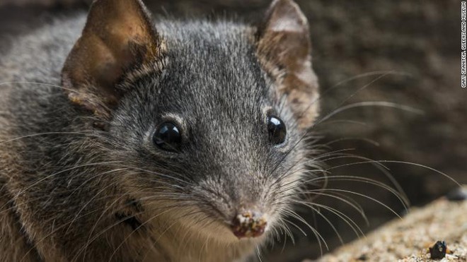 Antechinus - loài thú có túi ham hố làm chuyện ấy đến chết đang đứng trước nguy cơ tuyệt chủng - Ảnh 3.