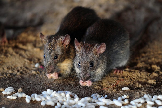 Antechinus - loài thú có túi ham hố làm chuyện ấy đến chết đang đứng trước nguy cơ tuyệt chủng - Ảnh 1.