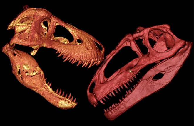 Hộp sọ của T-Rex cứng tới mức chính chúng cũng không thể cắn vỡ được - Ảnh 2.