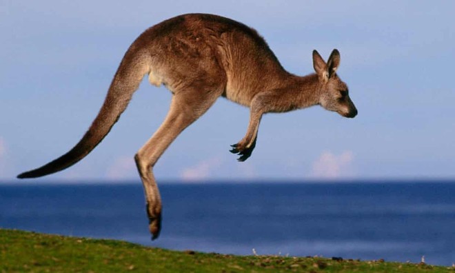 Nam thanh niên Úc đối diện với bản án 7 năm tù vì tội cố sát kangaroo địa phương - Ảnh 1.