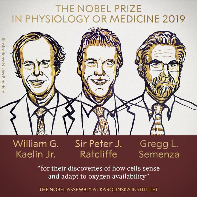 Giải Nobel đầu tiên năm 2019 vừa có chủ nhân: Vinh danh ba nhà khoa học phát hiện ra cơ chế thích nghi oxy của tế bào - Ảnh 1.