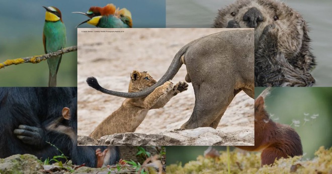 Cười ôm bụng với những bức hình đoạt giải Nhiếp ảnh hài về động vật năm 2019 - Ảnh 1.
