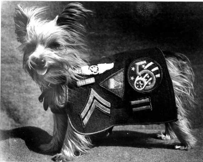 Chú chó tí hon bỗng chốc trở thành siêu chiến binh trong Thế chiến II - Ảnh 6.