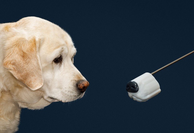 Thiệt hại hàng tỷ USD mà khoa học vẫn chưa tìm được công nghệ nào thính như mũi chó - Ảnh 2.