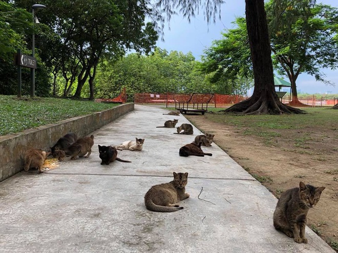 Cần gì đến Nhật Bản xa xôi, ngay tại Đông Nam Á cũng có 1 hòn đảo toàn mèo là mèo đây này - Ảnh 5.