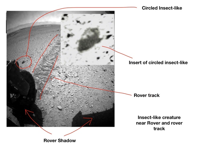 Cựu khoa học gia của NASA tuyên bố tìm thấy côn trùng sống trên Sao Hỏa - Ảnh 2.