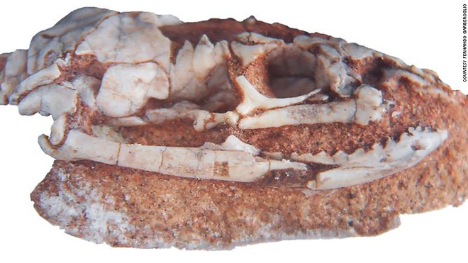 Nghiên cứu hóa thạch mới khẳng định rắn từng có 2 chân - Ảnh 2.