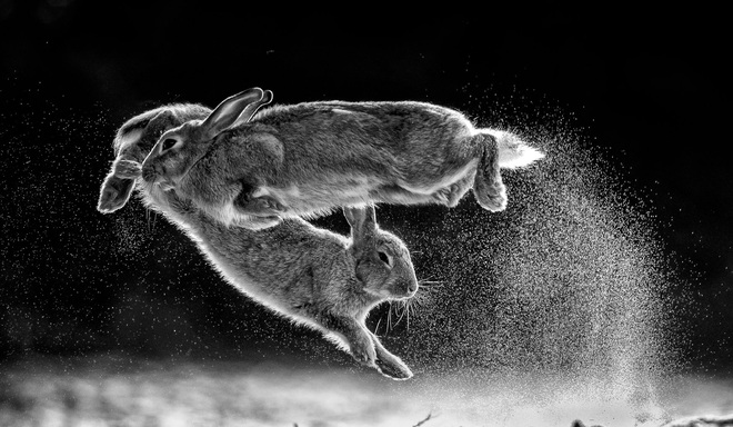 Thỏ nhảy là bức hình đoạt giải nhất Cuộc thi nhiếp ảnh Thiên nhiên hoang dã 2019 - Ảnh 2.
