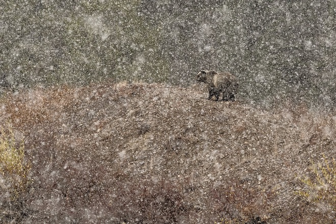 Thỏ nhảy là bức hình đoạt giải nhất Cuộc thi nhiếp ảnh Thiên nhiên hoang dã 2019 - Ảnh 5.
