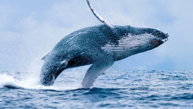 Chống biến đổi khí hậu: Một con cá voi đáng giá bằng hàng vạn cây xanh - Ảnh 1.
