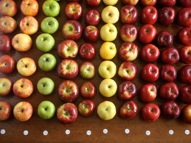 100 năm lời nguyền táo đỏ: Con người đã ép những quả táo phải đỏ, ngày càng phải đỏ - Ảnh 4.
