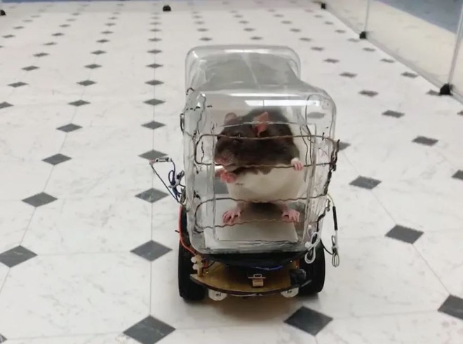 Mỹ: Các nhà nghiên cứu tự chế chiếc ô tô tí hon để dạy loài chuột lái xe - Ảnh 2.