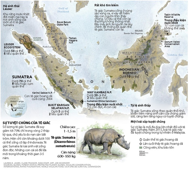 [Infographic] Tê giác hai sừng Sumatra vừa chính thức tuyệt chủng ở Malaysia - Ảnh 1.