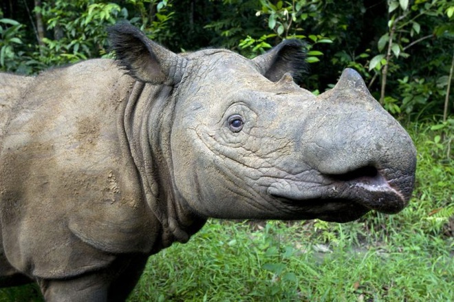 [Infographic] Tê giác hai sừng Sumatra vừa chính thức tuyệt chủng ở Malaysia - Ảnh 2.