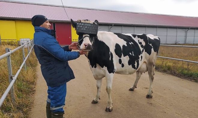 Chuyện lạ ở Nga: Cho bò đeo tai nghe và ngắm cảnh qua kính VR để cải thiện tâm trạng, thu được nhiều sữa hơn - Ảnh 2.