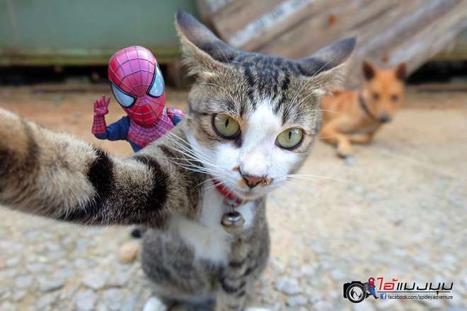 Cưng muốn xỉu với bộ ảnh chuyến phiêu lưu của boss mèo và sen Spider-Man - Ảnh 17.