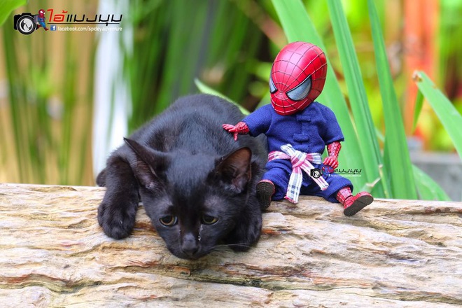 Cưng muốn xỉu với bộ ảnh chuyến phiêu lưu của boss mèo và sen Spider-Man - Ảnh 18.