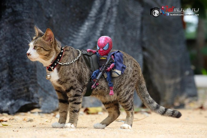 Cưng muốn xỉu với bộ ảnh chuyến phiêu lưu của boss mèo và sen Spider-Man - Ảnh 19.
