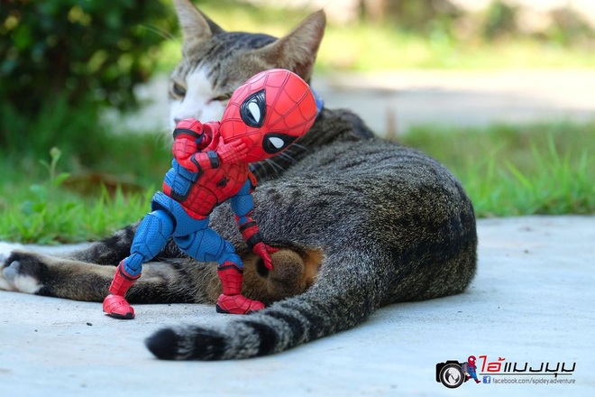 Cưng muốn xỉu với bộ ảnh chuyến phiêu lưu của boss mèo và sen Spider-Man - Ảnh 22.