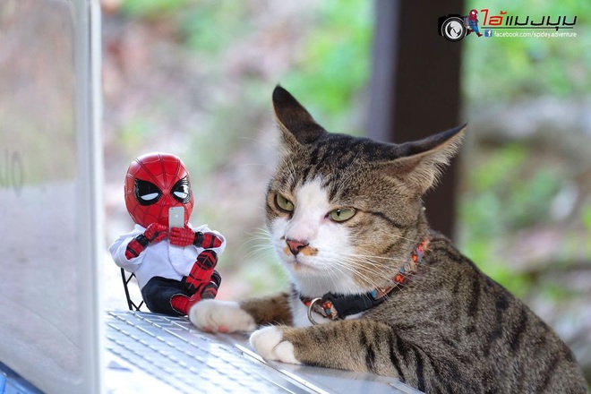 Cưng muốn xỉu với bộ ảnh chuyến phiêu lưu của boss mèo và sen Spider-Man - Ảnh 26.