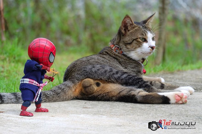 Cưng muốn xỉu với bộ ảnh chuyến phiêu lưu của boss mèo và sen Spider-Man - Ảnh 3.