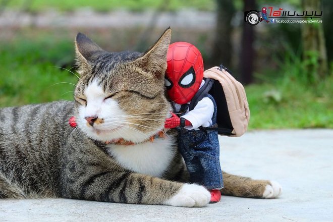 Cưng muốn xỉu với bộ ảnh chuyến phiêu lưu của boss mèo và sen Spider-Man - Ảnh 4.