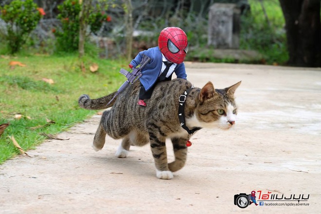 Cưng muốn xỉu với bộ ảnh chuyến phiêu lưu của boss mèo và sen Spider-Man - Ảnh 6.
