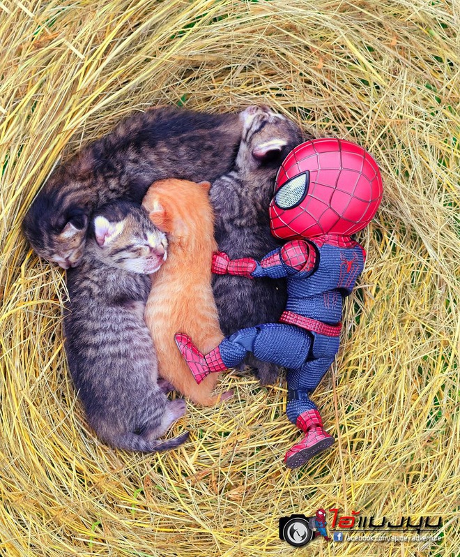 Cưng muốn xỉu với bộ ảnh chuyến phiêu lưu của boss mèo và sen Spider-Man - Ảnh 8.