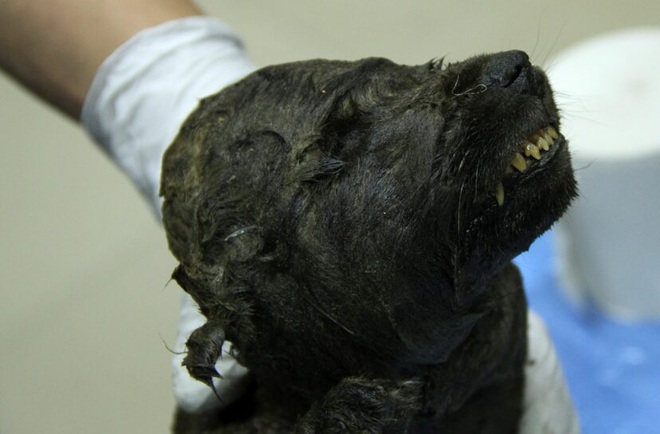 Chó con 18.000 năm tuổi bị đông cứng, có thể là chú chó lâu đời nhất của loài người - Ảnh 2.