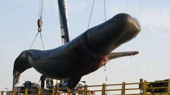Cá voi nổ! Vũ khí sinh hóa to lớn nhất trên Trái Đất - Ảnh 3.