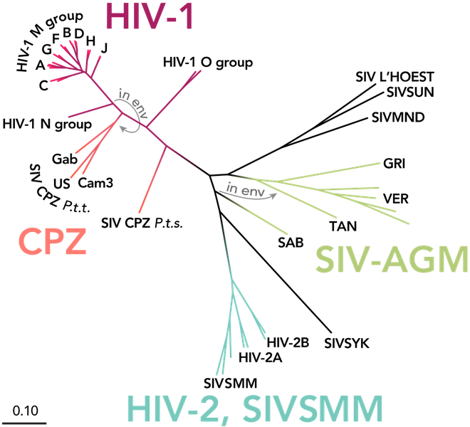 Lần đầu tiên sau 19 năm, các nhà khoa học phát hiện ra một chủng HIV mới - Ảnh 2.