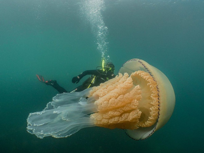Hàng ngàn loài sinh vật tuyệt chủng vì biến đổi khí hậu, tại sao chỉ riêng sứa sinh sôi mạnh? - Ảnh 1.