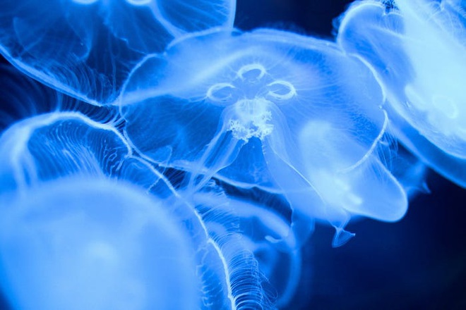 Hàng ngàn loài sinh vật tuyệt chủng vì biến đổi khí hậu, tại sao chỉ riêng sứa sinh sôi mạnh? - Ảnh 2.