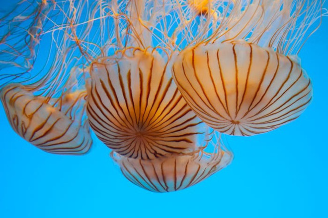 Hàng ngàn loài sinh vật tuyệt chủng vì biến đổi khí hậu, tại sao chỉ riêng sứa sinh sôi mạnh? - Ảnh 5.