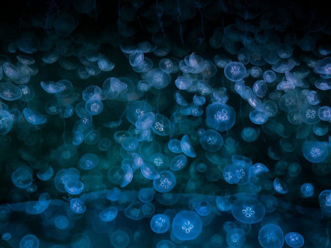 Hàng ngàn loài sinh vật tuyệt chủng vì biến đổi khí hậu, tại sao chỉ riêng sứa sinh sôi mạnh? - Ảnh 7.