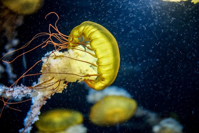 Hàng ngàn loài sinh vật tuyệt chủng vì biến đổi khí hậu, tại sao chỉ riêng sứa sinh sôi mạnh? - Ảnh 8.