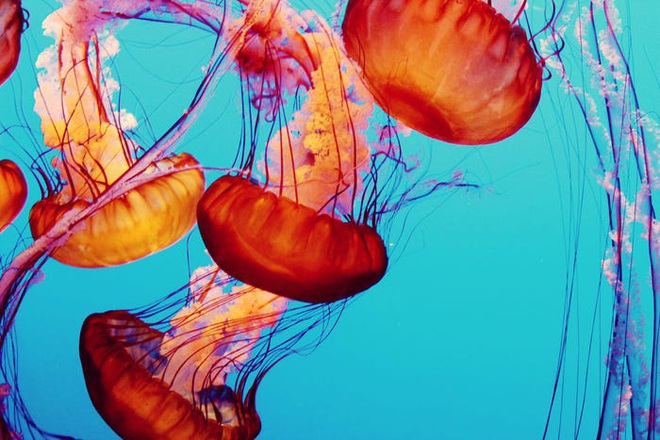 Hàng ngàn loài sinh vật tuyệt chủng vì biến đổi khí hậu, tại sao chỉ riêng sứa sinh sôi mạnh? - Ảnh 12.