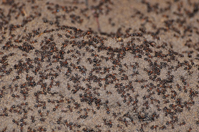 Bốn triệu con kiến bị mắc kẹt dưới hầm hạt nhân thời Liên Xô, chúng đã làm thế nào để sống? - Ảnh 5.