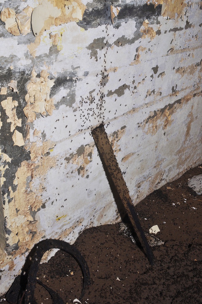 Bốn triệu con kiến bị mắc kẹt dưới hầm hạt nhân thời Liên Xô, chúng đã làm thế nào để sống? - Ảnh 4.