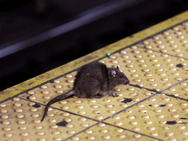 Càng mở chiến dịch diệt chuột, chúng ta càng tạo ra những quần thể siêu chuột biến đổi gen đáng sợ hơn - Ảnh 2.