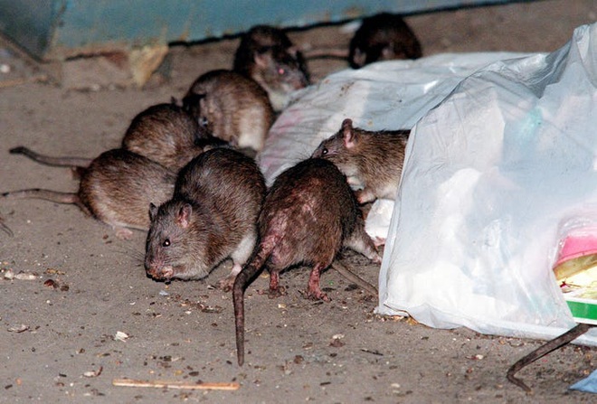 Càng mở chiến dịch diệt chuột, chúng ta càng tạo ra những quần thể siêu chuột biến đổi gen đáng sợ hơn - Ảnh 4.