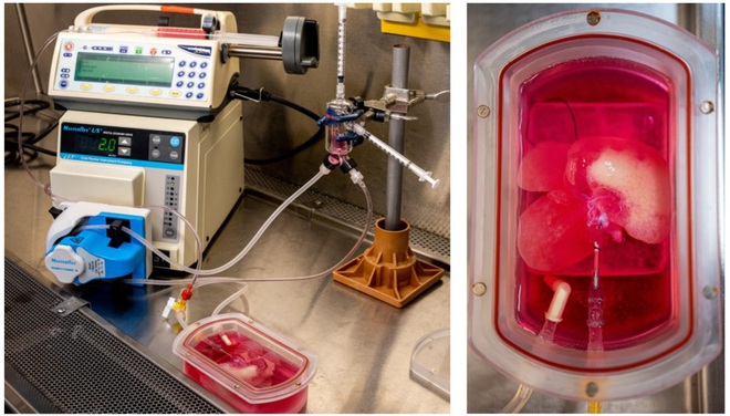 Những lá gan được in 3D sinh học sẽ tạo ra cuộc cách mạng trong lĩnh vực cấy ghép nội tạng - Ảnh 2.