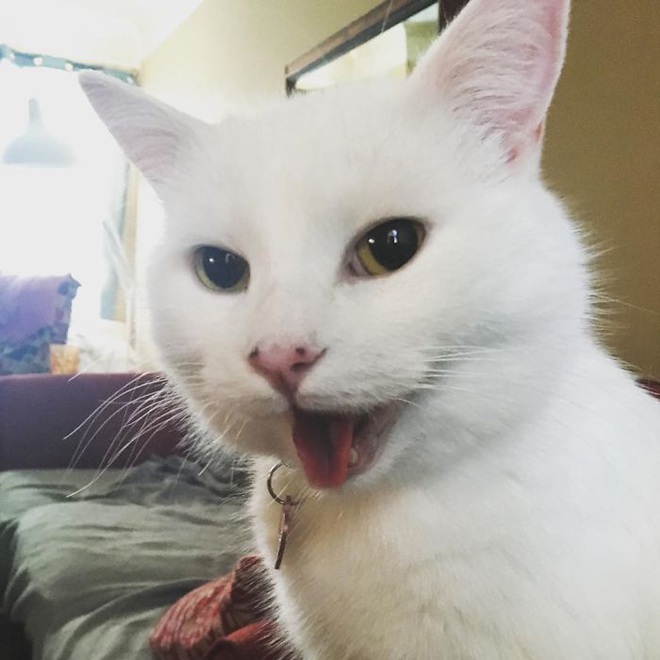 Chú mèo trắng Smudge đã sản sinh ra chiếc meme đình đám cô gái la con mèo như thế nào - Ảnh 5.
