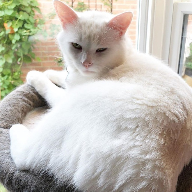Chú mèo trắng Smudge đã sản sinh ra chiếc meme đình đám cô gái la con mèo như thế nào - Ảnh 4.