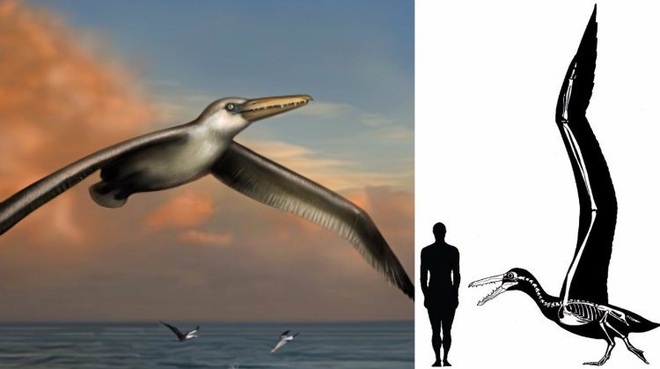 Loài người thật may mắn vì những loài chim ăn thịt khổng lồ này đã tuyệt chủng - Ảnh 1.