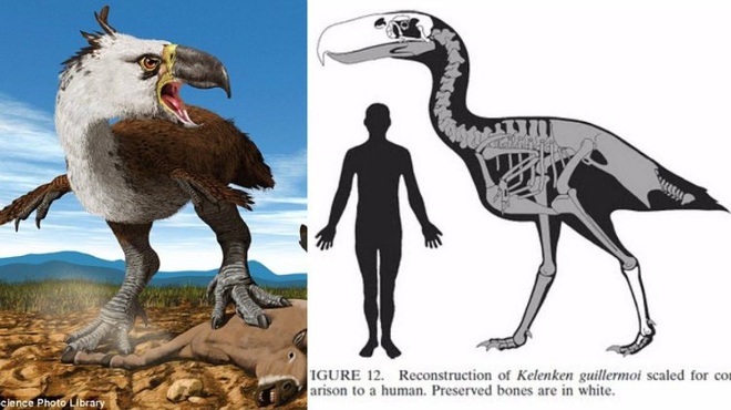 Loài người thật may mắn vì những loài chim ăn thịt khổng lồ này đã tuyệt chủng - Ảnh 7.