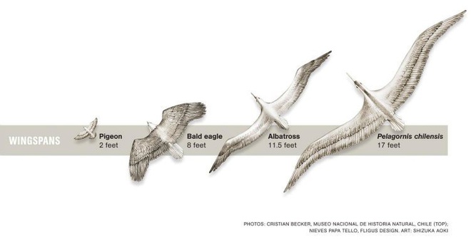 Loài người thật may mắn vì những loài chim ăn thịt khổng lồ này đã tuyệt chủng - Ảnh 4.