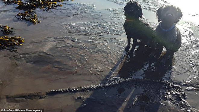 Đang dắt chó đi dạo, tình cờ phát hiện hóa thạch thằn lằn cá 65 triệu năm tuổi ngay trên bãi biển - Ảnh 1.